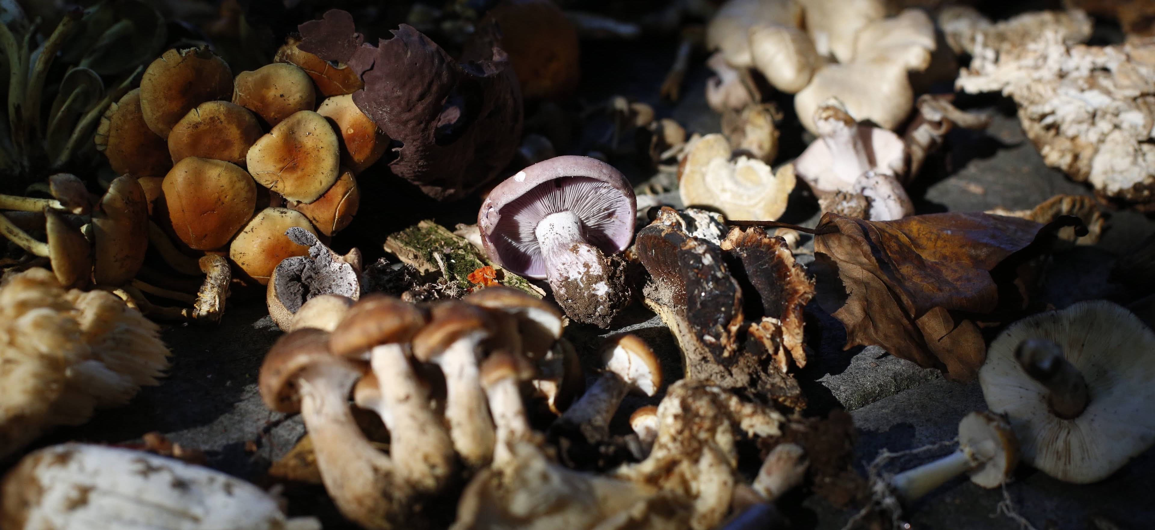 mushrooms on a park bench