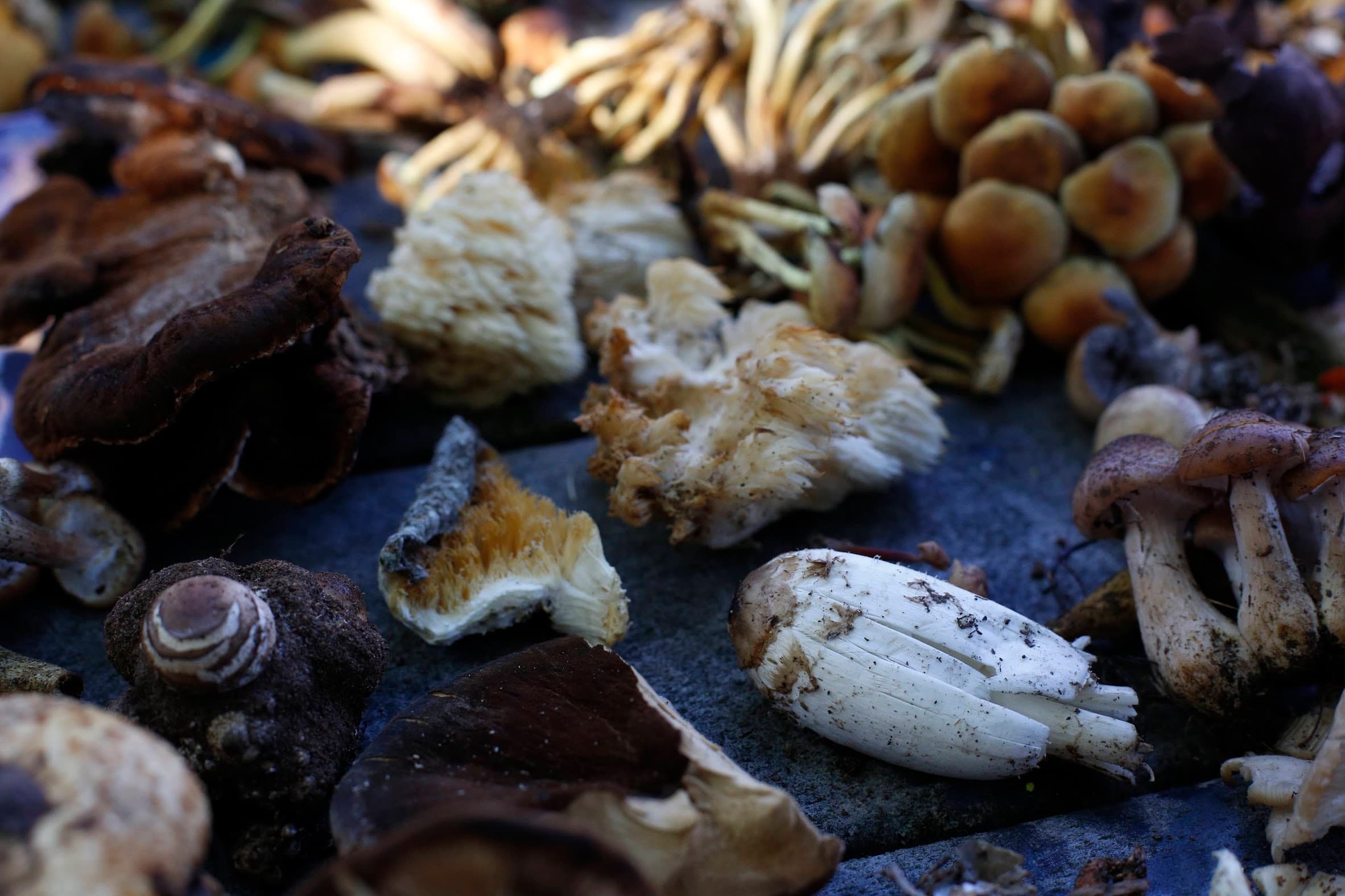 mushrooms on a park bench